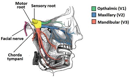 NV Trigeminal nerve - NeurologyNeeds.com