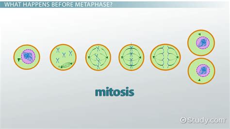 Cell Metaphase: Definition & Explanation - Video & Lesson Transcript | Study.com