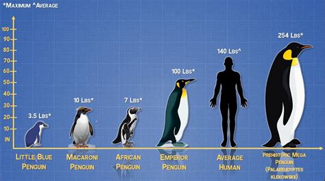 Prehistoric penguins were 6'8" tall and weighed twice as much as an average human. If interested ...