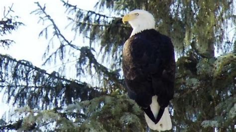 Sandra's Southeast Alaska Wildlife (HD).wmv - YouTube