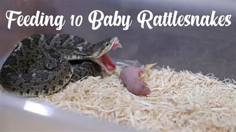 Newborn Baby Rattlesnake Pictures at James Mills blog