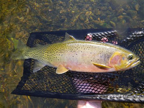 Native Trout Fly Fishing: Westslope Cutthroat Trout