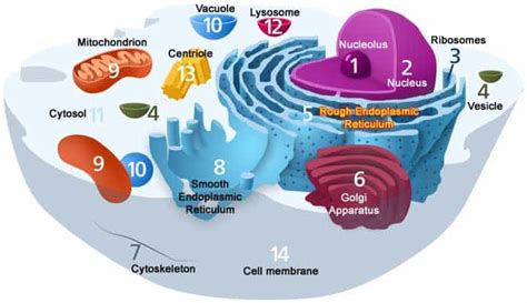 Domain Eukarya Kingdoms | Three Domains of Life | BioExplorer