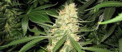 Where to Buy the Best Berry White Seeds Online - 10Buds