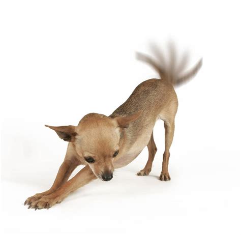 Why Do Dogs Wag Their Tails? | Pet365