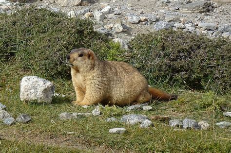 Himalayan Marmot Marmota - Free photo on Pixabay - Pixabay