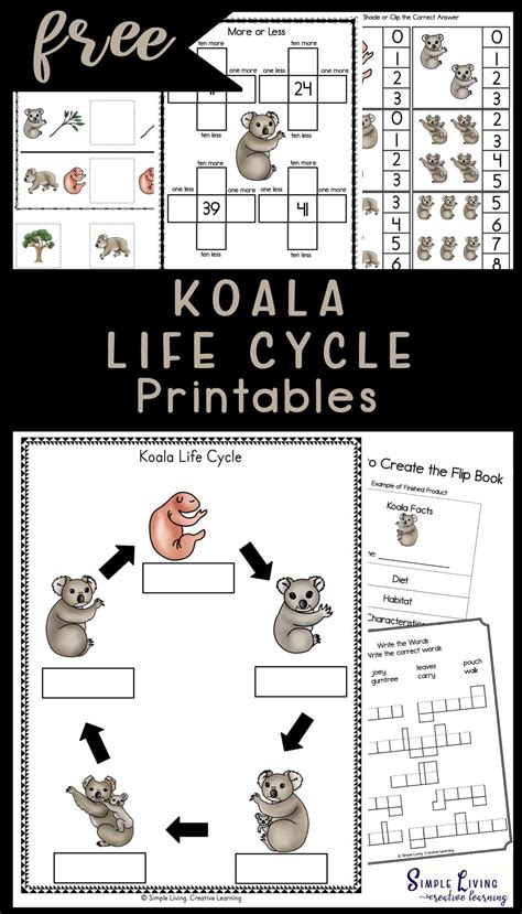 Koala life cycle printables – Artofit