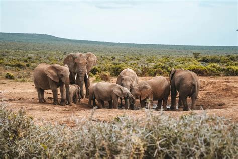 Addo Elephant Park safari: important tips for a self-game Drive ...