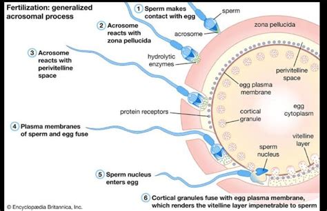 explain the process of fertilization . - Brainly.in