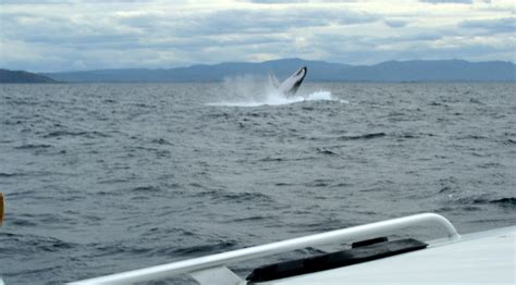 Byron Bay Whale Watching Charters and Tours : Humpback Whale Watching