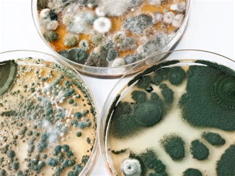 Mold Spores, The Environmental Decomposer | Mold Awareness