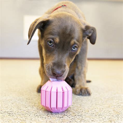 KONG Puppy Activity Ball Dog Toy, Color Varies, Medium - Chewy.com