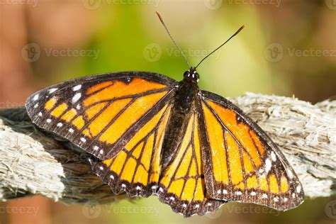 Viceroy Butterfly 722648 Stock Photo at Vecteezy