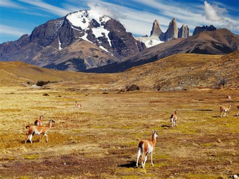 Chilean Patagonia holidays - Steppes Travel