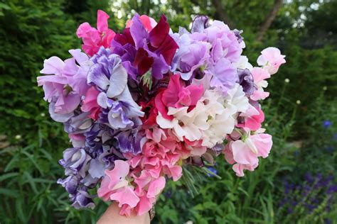 Sweet peas in full bloom | The Tea Break Gardener