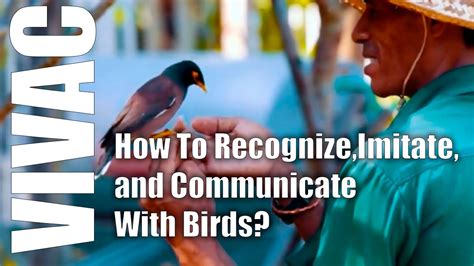 How to Communicate with Birds? - YouTube