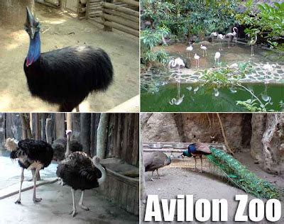 Rizal: Avilon Zoo in Rodriguez, Rizal | Ivan About Town