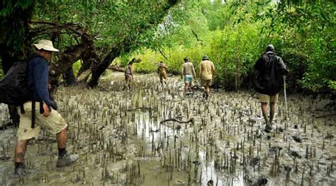 Sundarbans the World's largest natural mangrove forest - Upokary