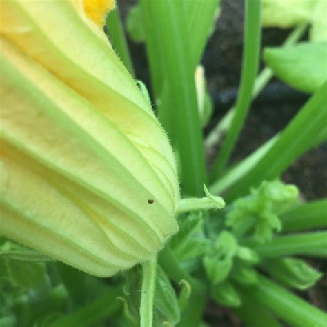 Protect Squash and Zucchini from Vine Squash Borer - The Kitchen Garten