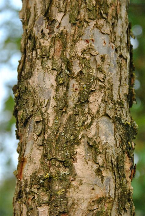 Quercus bicolor | Swamp white oak - Van den Berk Nurseries