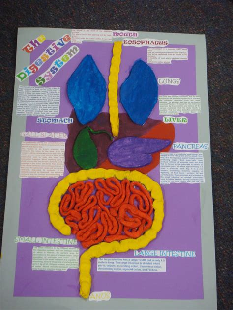 digestive system and kid projects | Digestive System Project | Digestive system project ...