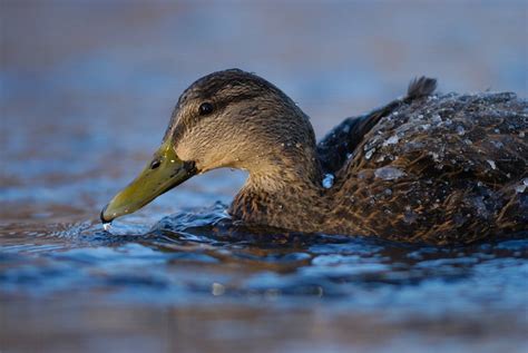 American Black Duck | Audubon Field Guide