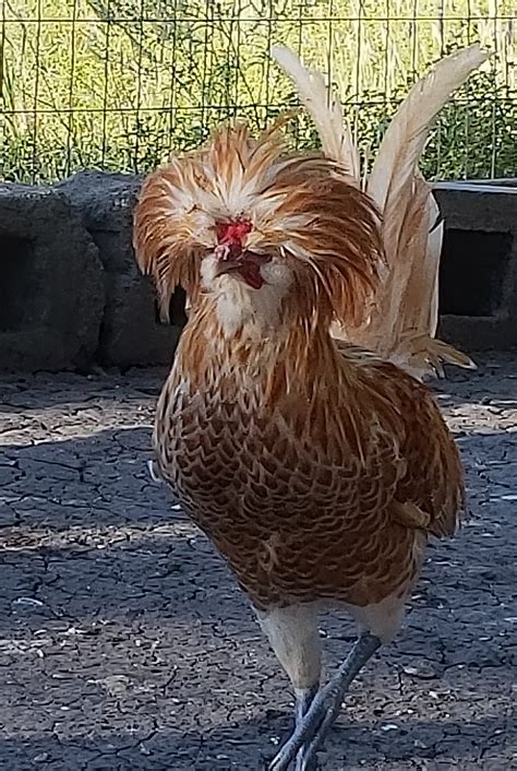 Buff Laced Polish Chicken - Chicks for Sale | Cackle Hatchery