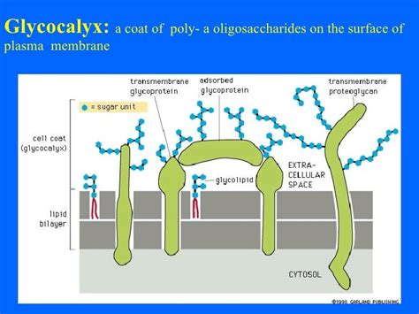 L02 cell membrane_