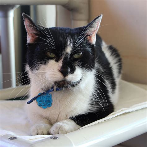 Meet Milo| Sponsor Cat | Sponsor Pet Program | Animal League