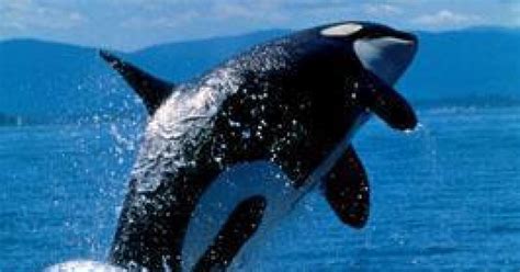 Government must protect killer whale habitat: court | Wilderness Committee