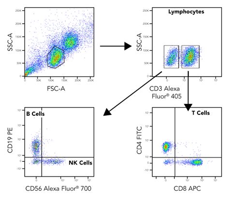 TBNK Cell Flow Cytometry Panel: R&D Systems