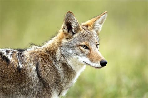 After Nearly 12,000 Years, Coyotes Return to Florida | Sarasota Magazine