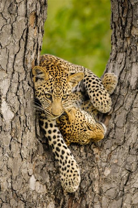 A Photograph of Two Young Leopard Cubs Playing in a Tree Stock Image ...