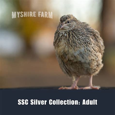 myshire-farm-coturnix-quail-schofield-silver-collection-ssc-adult-9588sf – Myshire Farm