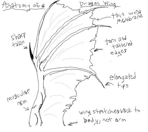 Anatomy of a Dragon Wing by blackdragon113 on DeviantArt