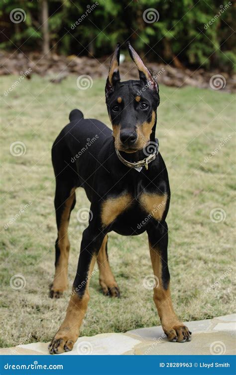 Doberman Pinscher Puppy stock image. Image of fast, black - 28289963