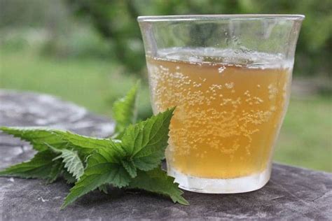 40+ Stinging Nettle Recipes (without the sting!)