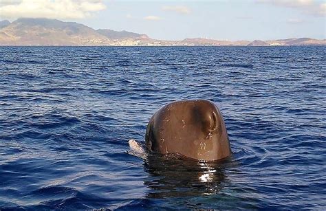 Whale Watching Tour in Madeira