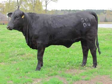 Black Brangus Cattle For Sale East Texas