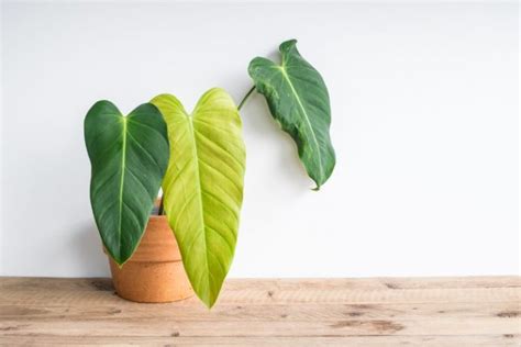 Why Does My Philodendron Have Yellow Leaves? - Smart Garden Guide