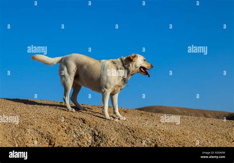 The dry and arid Namib desert in the Namibian Skeleton coast Stock ...