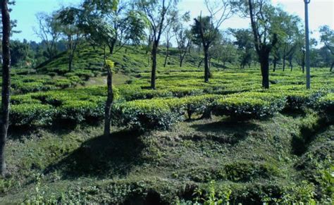 Tea Gardens Package Tours at best price in Cachar | ID: 7027733688