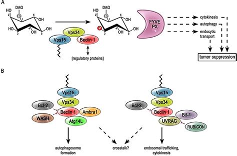 Cancers | Free Full-Text | Regulation of the Tumor-Suppressor Function of the Class III ...