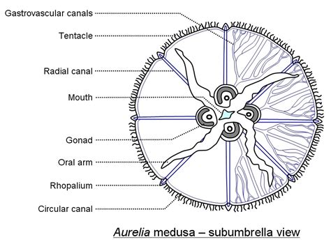 Class Scyphozoa Aurelia