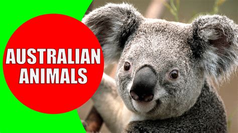 Australian Animals for Kids - Kiddopedia