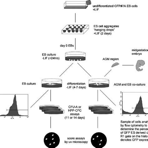 Co-culture procedure. Flow diagram illustrating the air – medium ...