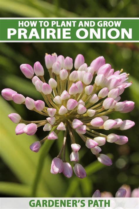 How to Grow Prairie Onion (Allium stellatum) | Gardener’s Path