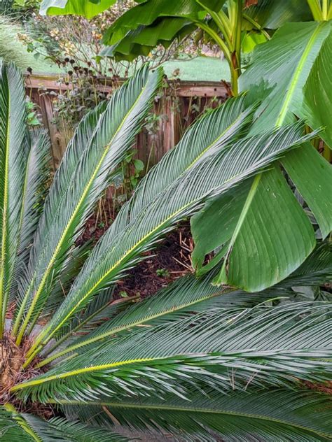 Learn about sago palm care & the safety info you need to know!