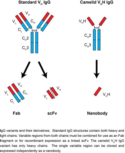 Nanobodies - NCDIR