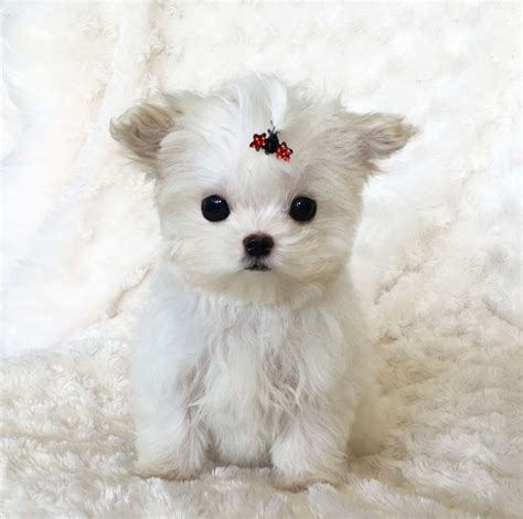 Pin by Diane McKenna on For the Love of Animals | Maltipoo puppy, Cute animals, Puppies